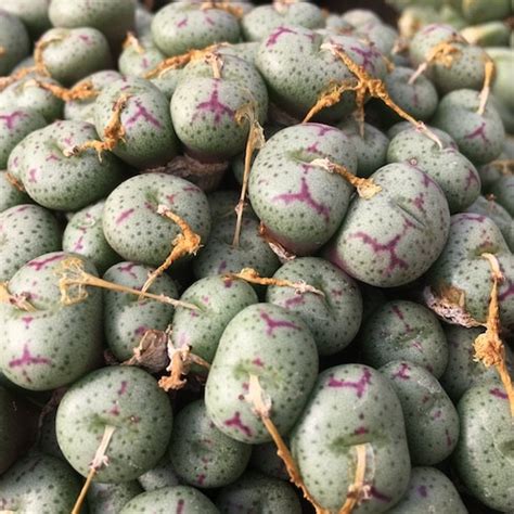 Conophytum Fraternum 1421 Mesa Garden