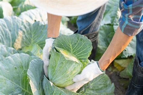 Homem Agricultor Legumes Frescos Colheita De Repolho Sele O