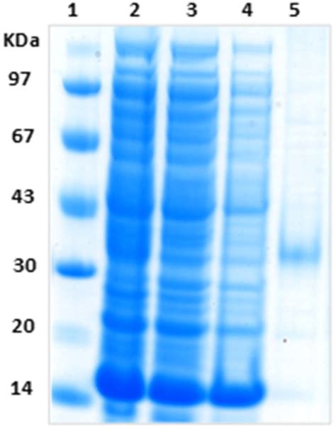 Purification Of His Tagged MERS CoV M Pro Lane 1 Marker Lane 2