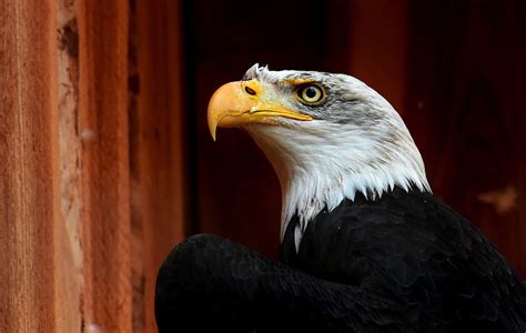 Bald Eagle Standing Beside Wall Free Photos Uihere