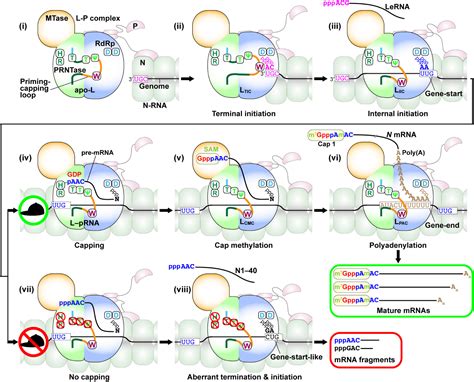 Frontiers Rna Synthesis And Capping By Non Segmented Negative Strand