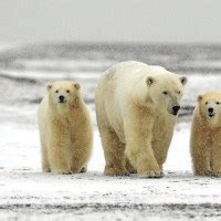 Largest Polar Bear on Record –Biggest Polar Bear Ever • PolarBearFacts.net