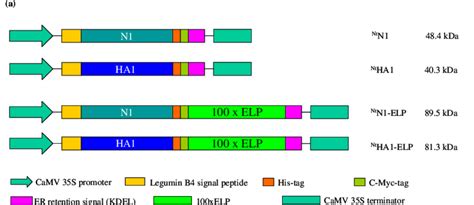 The Heterologous Expression Of Nt N1 And Nt Ha1 In Tobacco A