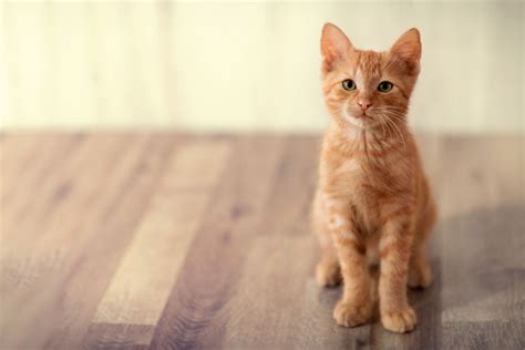 Wochen Alte Katze Eingew Hnung