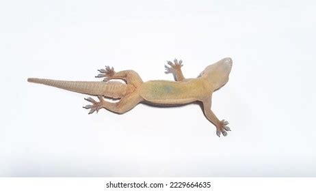 Closeup Photo Lizard Cicak On White Stock Photo 2229664635 | Shutterstock