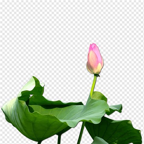 Nelumbo Nucifera Loto Brotado Hoja Huesos Tallo De La Planta Png