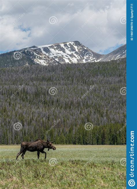 Moose In Rocky Mountain National Park Stock Photo Image Of Forest