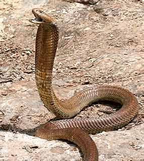 Qual é a Diferença entre Cobra e Serpente Tudo sobre Cobras Cobra