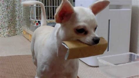 飼い主に 丸裸にされちゃったチワワ The Chihuahua is in stark naked to owner YouTube