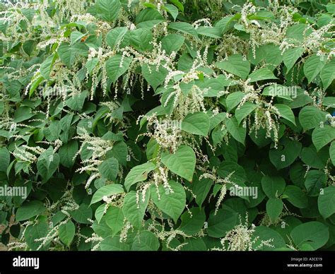 Polygonum cuspidata hi-res stock photography and images - Alamy