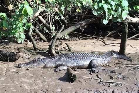 Luxury Daintree Cape Tribulation Tour From Port Douglas