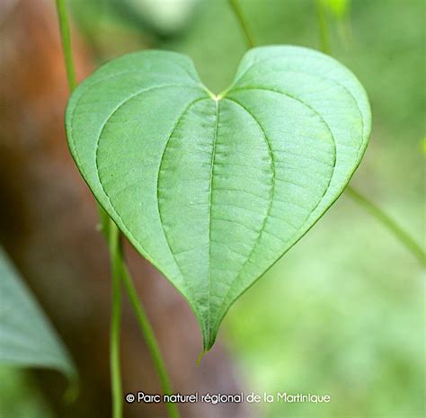 Dioscorea bulbifera | TRAMIL