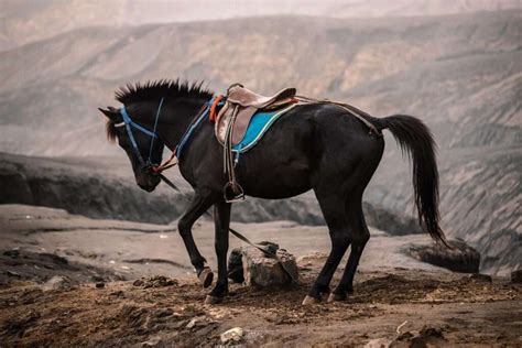 Pony Ride In Kashmir Tripmore