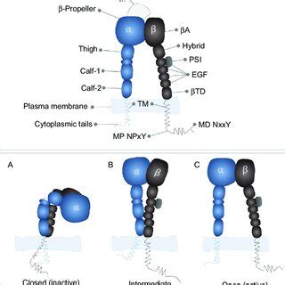 integrin structure  domains integrin   heterodimer consisting