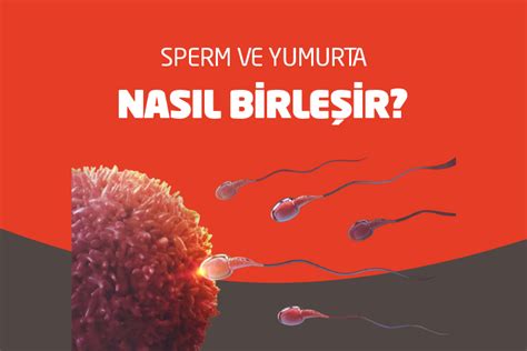 Sperm ve Yumurta Nasıl Birleşir Nova Fertil