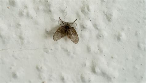 Why Do I Have Little Flying Bugs In My House | Psoriasisguru.com