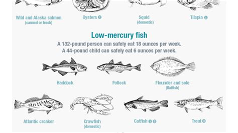 Know Which Fish Are Low in Mercury With This Chart