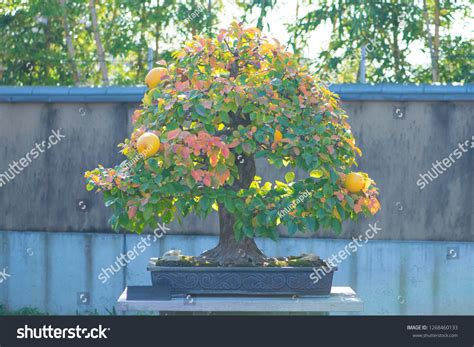 Chinese Quince Bonsai Tree Omiya Bonsai Stock Photo 1268460133