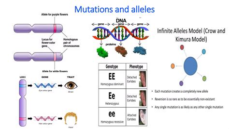 Introduction To Conservation Genetics And Genomics PPT