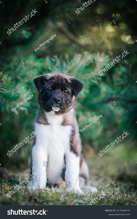 American Akita Cute Puppy Outside Beautiful Stock Photo 2174346737