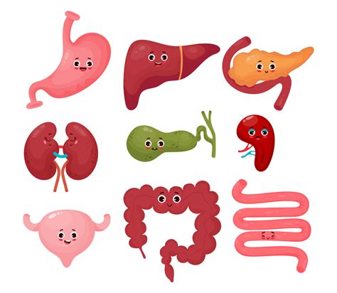 Collection cute human cartoon organs. Gastrointestinal tract. Vector flat cartoon character ...