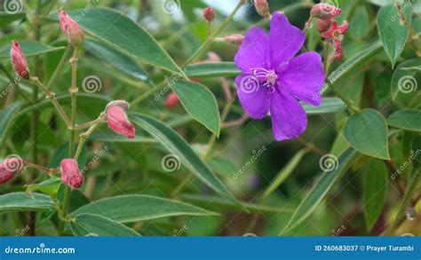 背景中美丽的紫色格子花 库存图片 图片 包括有 绽放 面包渣 庭院 生物反馈 绿色 春天 夏天 260683037