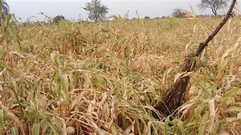 Unseasonal Rain Again In Marathwada Loss Farmers In Chhatrapati Sambhaji Nagar Parbhani Hingoli