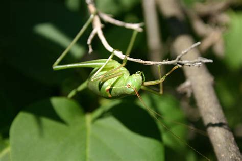 Grasshopper Eggs Stock Photos, Pictures & Royalty-Free Images - iStock