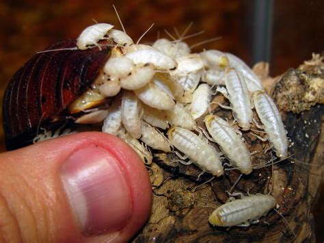 What Do Baby Roaches Look Like Take A Look Cockroach Facts