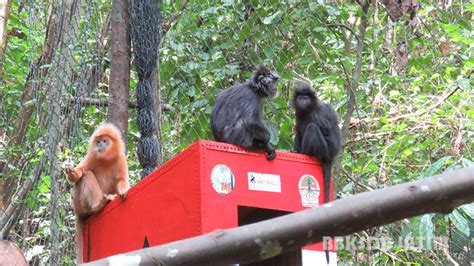 Pelepasliaran Lutung Jawa Kembali ke Habitat Alaminya - Balai Besar ...