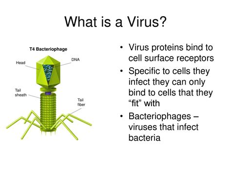 Virus Notes Tobacco Mosaic Virus T4 Bacteriophage Influenza Virus Ppt Download