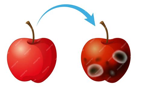 Rotten Apple Core Clip Art