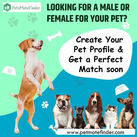 dogs and cats breeding 1