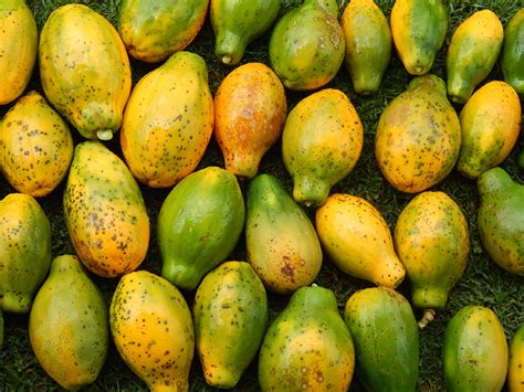 Genetically Modified Papayas