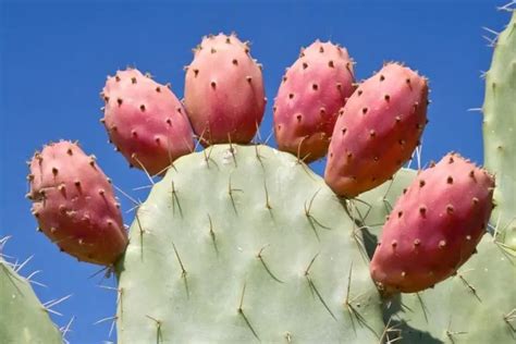 Prickly Pear (Opuntia) Cactus Care & Grow Guide - CactusCare