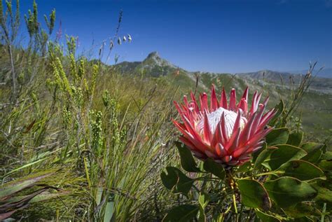 Protea Cynaroides Also Called The King Protea Stock Image Image Of