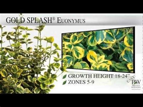 Proven Winners Gold Splash Wintercreeper Euonymus Fortunei Green