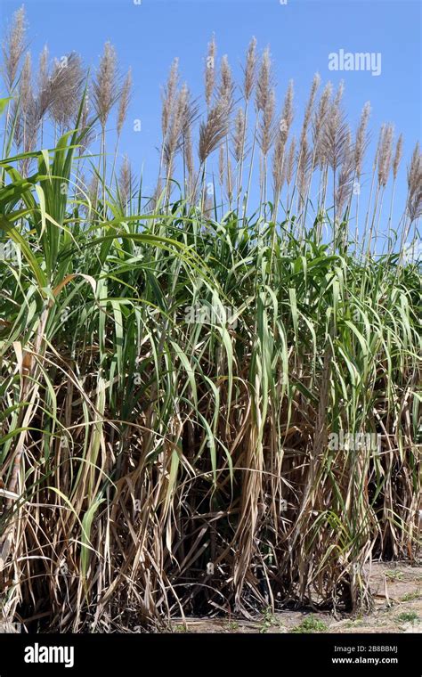 Sugarcane Flower Sugarcane Plantation Sugarcane Plants Grow In Field