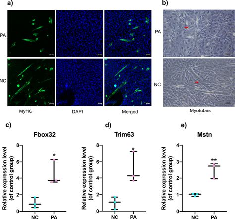 Pa Induced Muscle Atrophy Model In C C Cells The Decreased Csa And