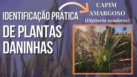 Identifica O Pr Tica De Plantas Daninhas Amargoso Digitaria