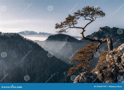 Lonely Tree On The Top Of The Mountain Sokolica Pieniny Poland Stock