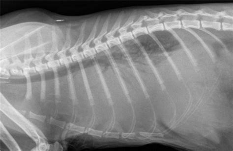 Lower Airway Disease In Cats Flashcards Quizlet