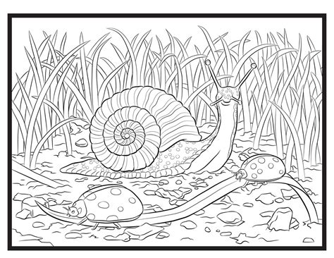 Snail Coloring Pages