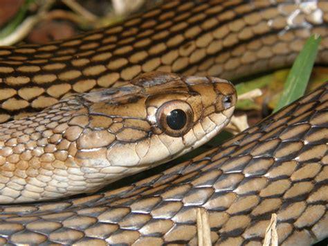 Culebra Lagartijera N Anfibios Y Reptiles Del Parque Nacional