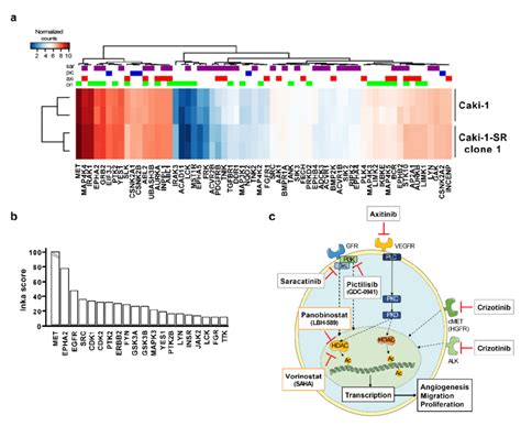 Importance Of MET MAPK And Src Signaling To Enhance The Cytotoxic