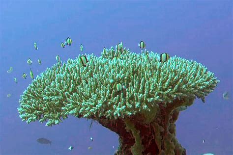 Zanzibar Island Sea Coral Reef Vegitation Bio Diversity Of Exotic Fish