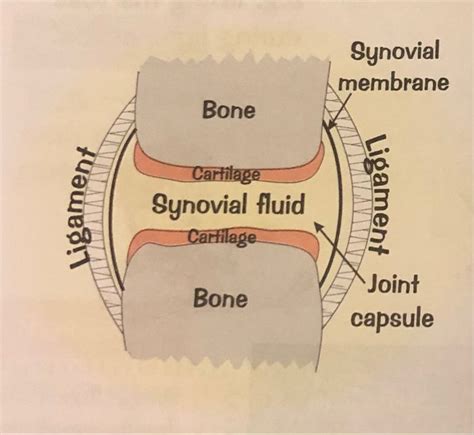 Synovial Joints Gcse Pe