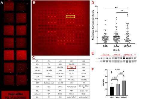 Example Of Lectin Experimental Procedure A Each Lectin Microarray