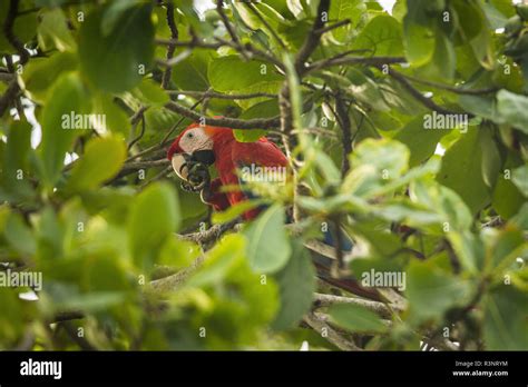 Scarlet Macaw Ara Macao Eating A Fruit In A Tree Costa Rica Stock