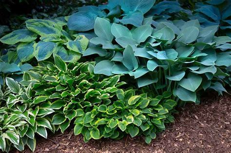 How To Grow And Care For Hostas Plantain Lilies Gardeners Path